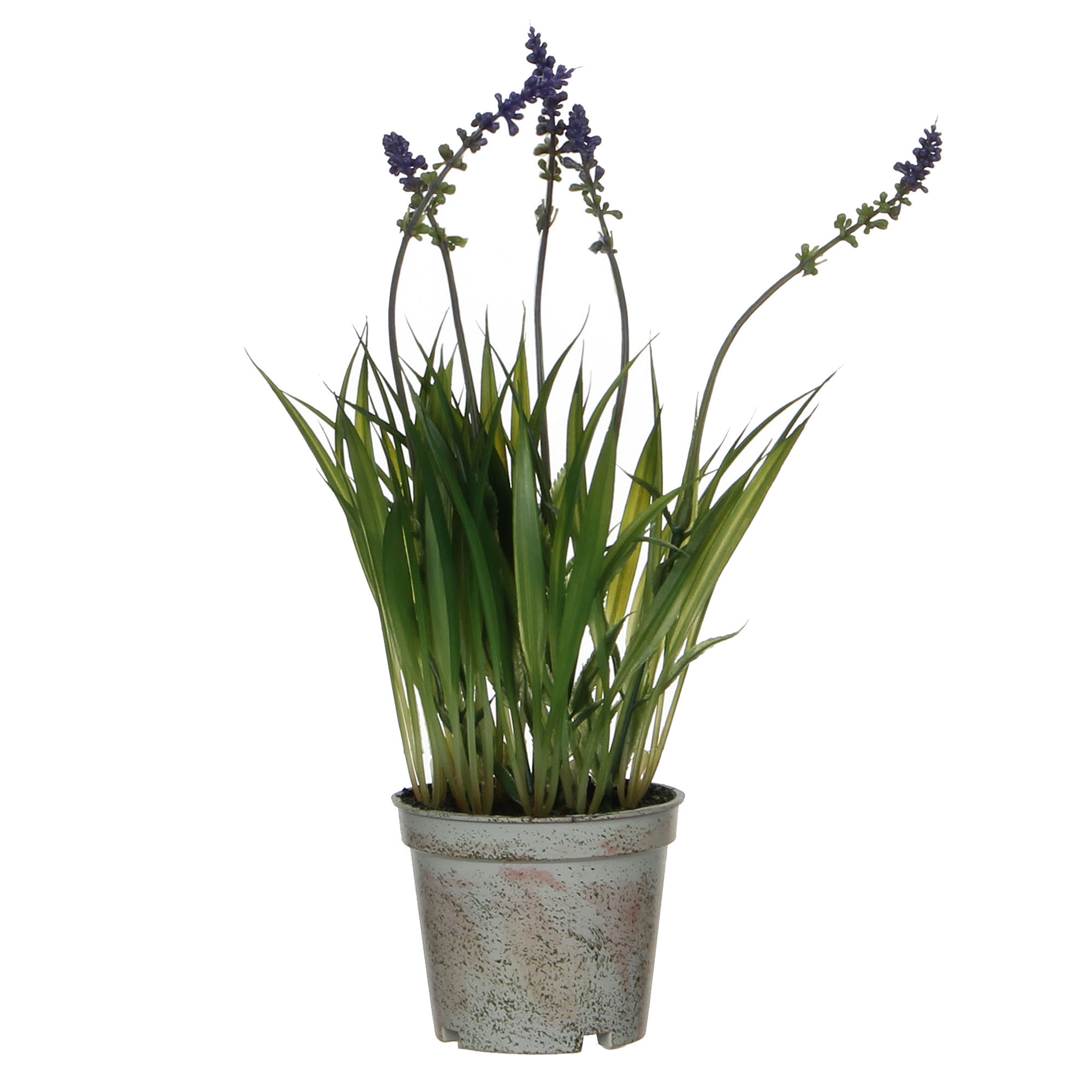 Picture of Lavendel in pot 8,5x30 cm (uc)