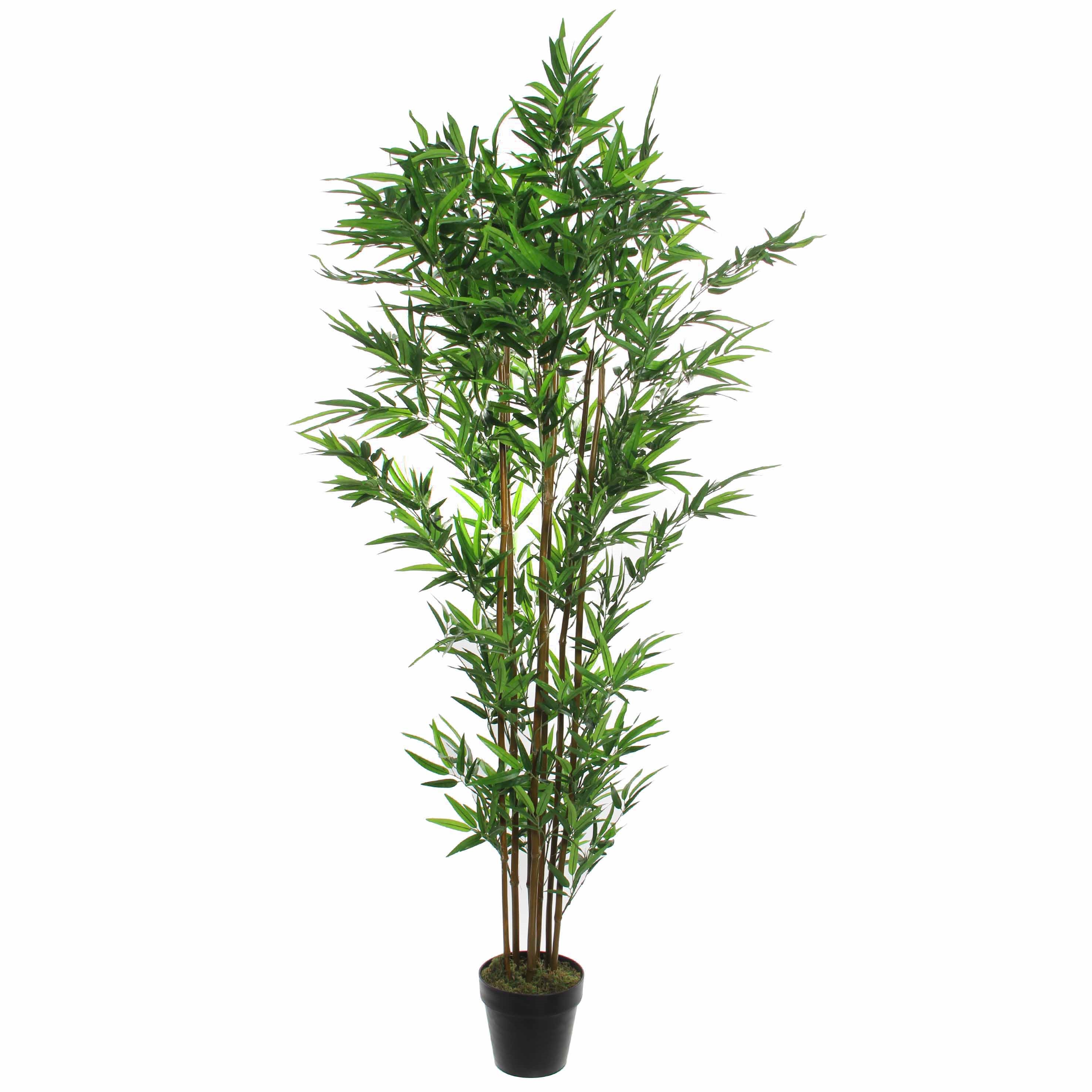 Afbeelding van Bamboe in pot 180x60