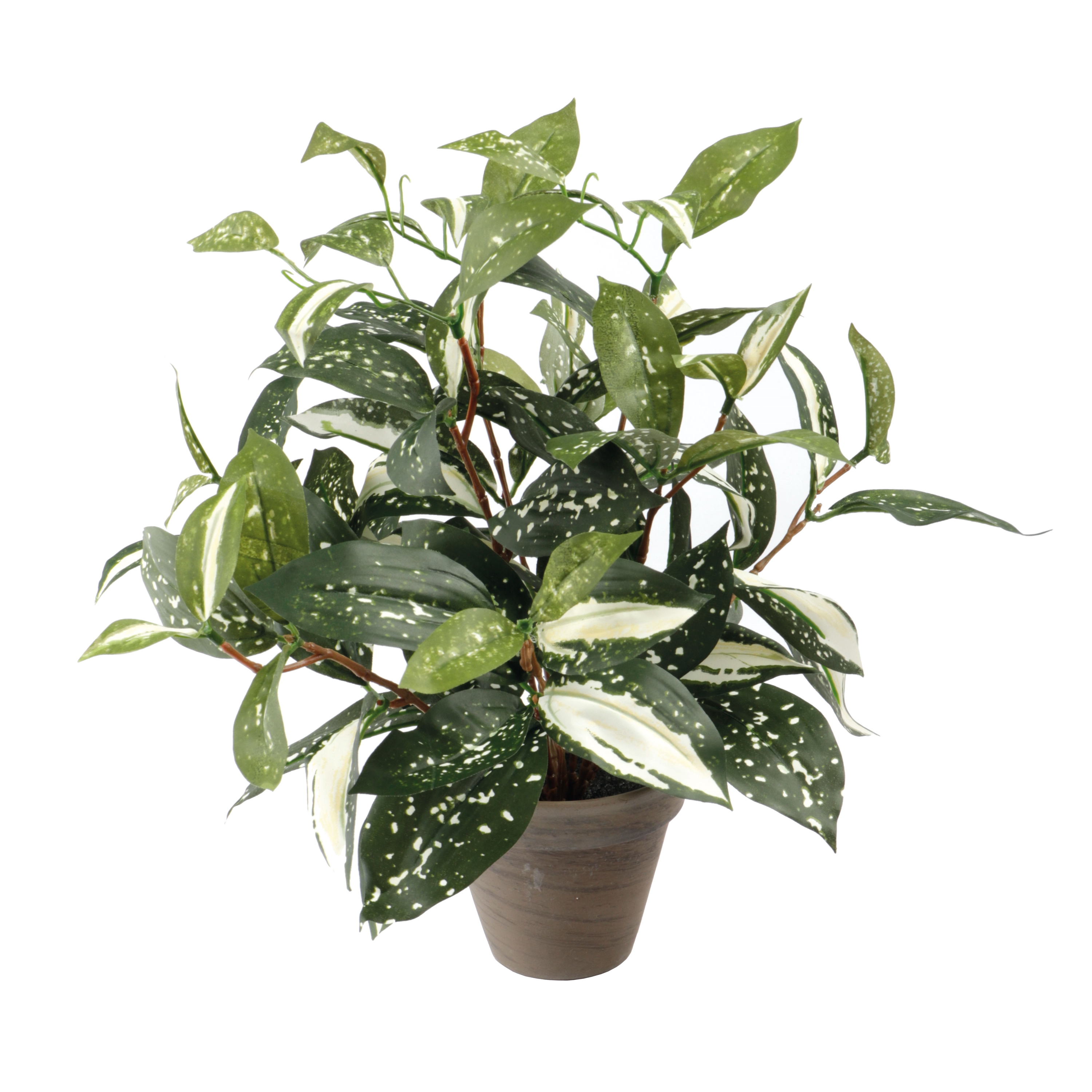 Afbeelding van Plant Cordyline groen in pot  25x35 cm 