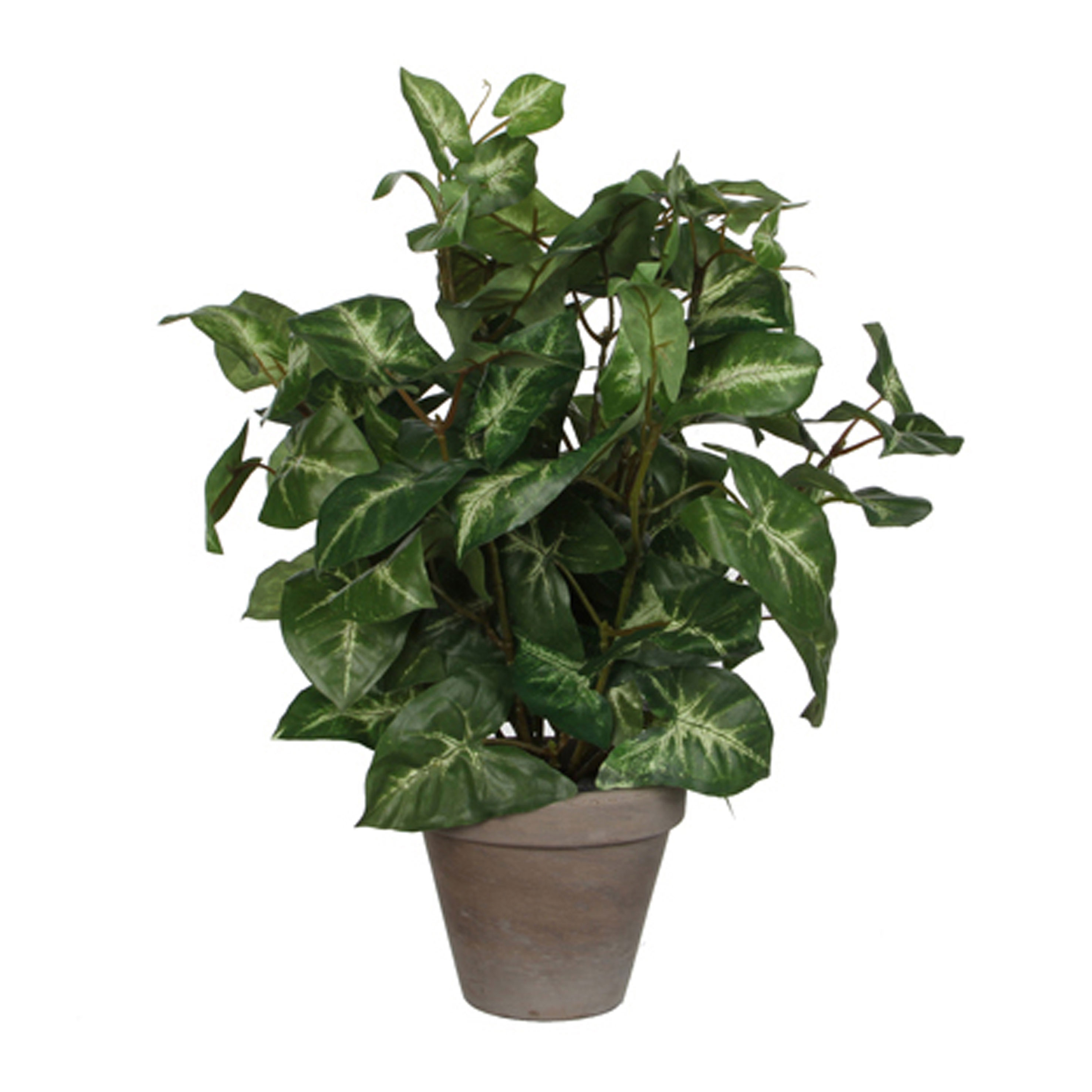 Afbeelding van Plant Syngonium groen in pot 25x35 cm 