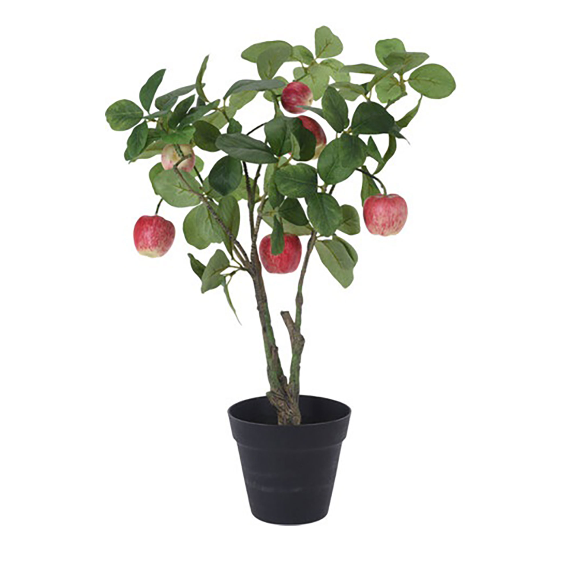 Picture of Appelboom in pot 60 cm
