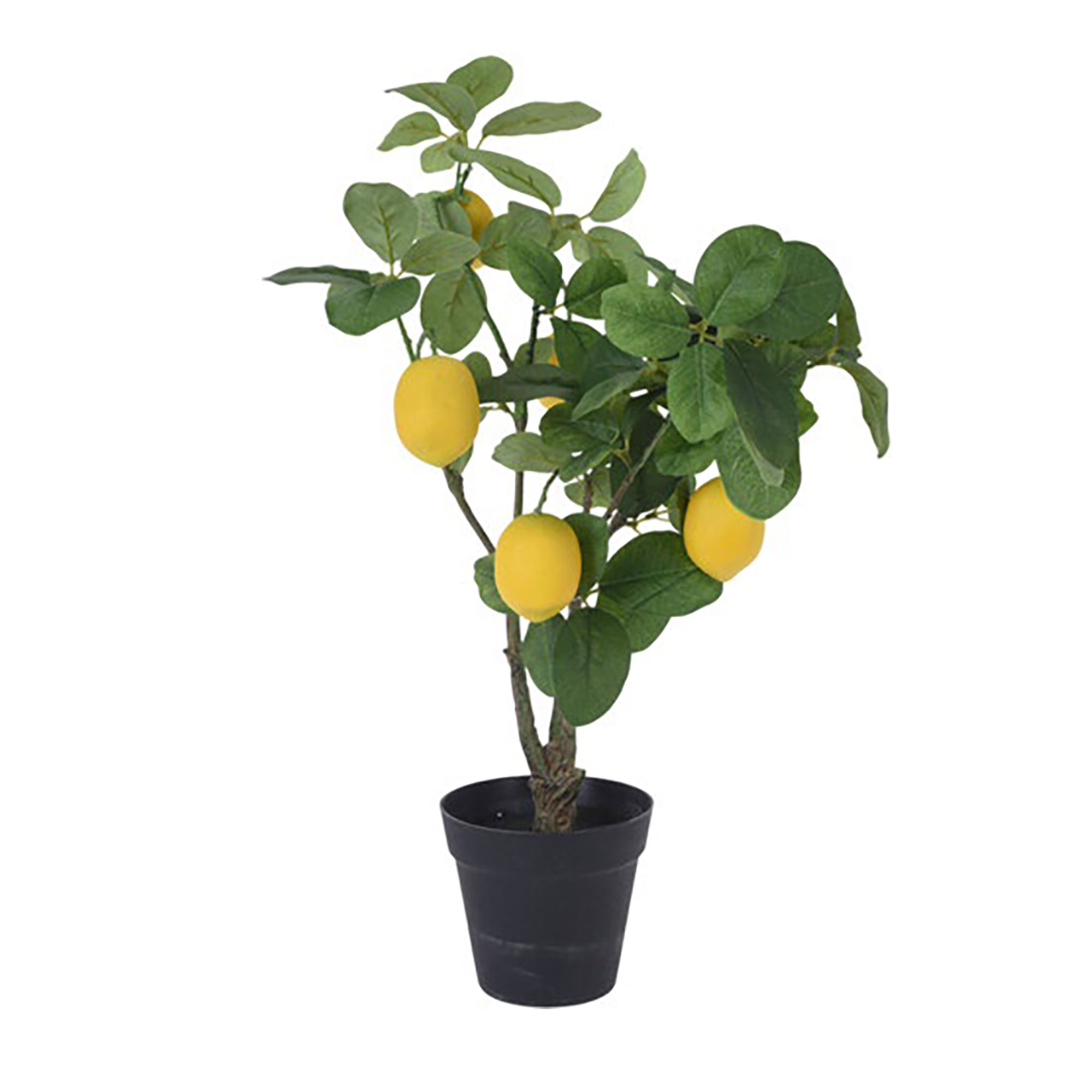 Afbeelding van Limoenboom in pot 60 cm