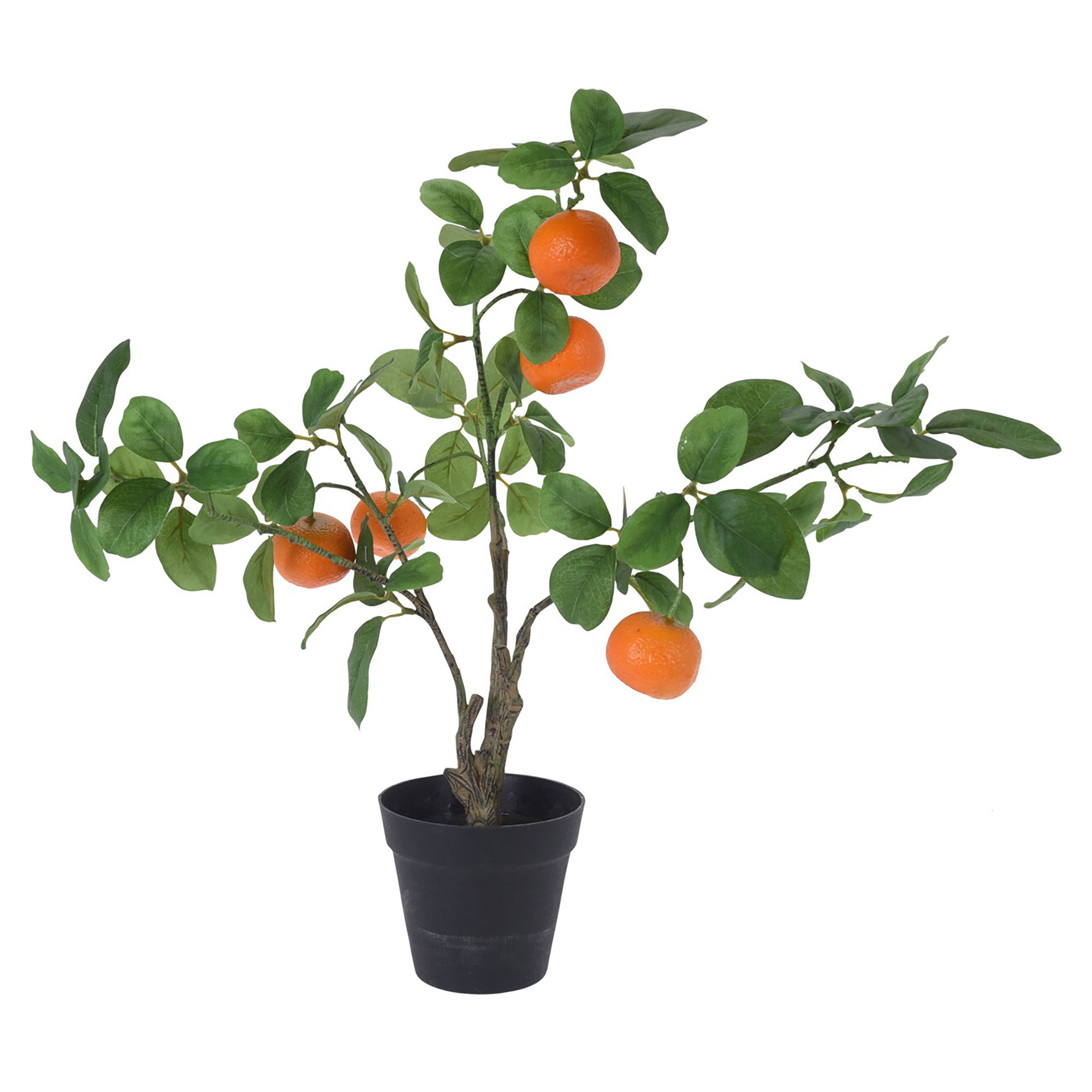 Afbeelding van Sinaasappelboom in pot 60 cm