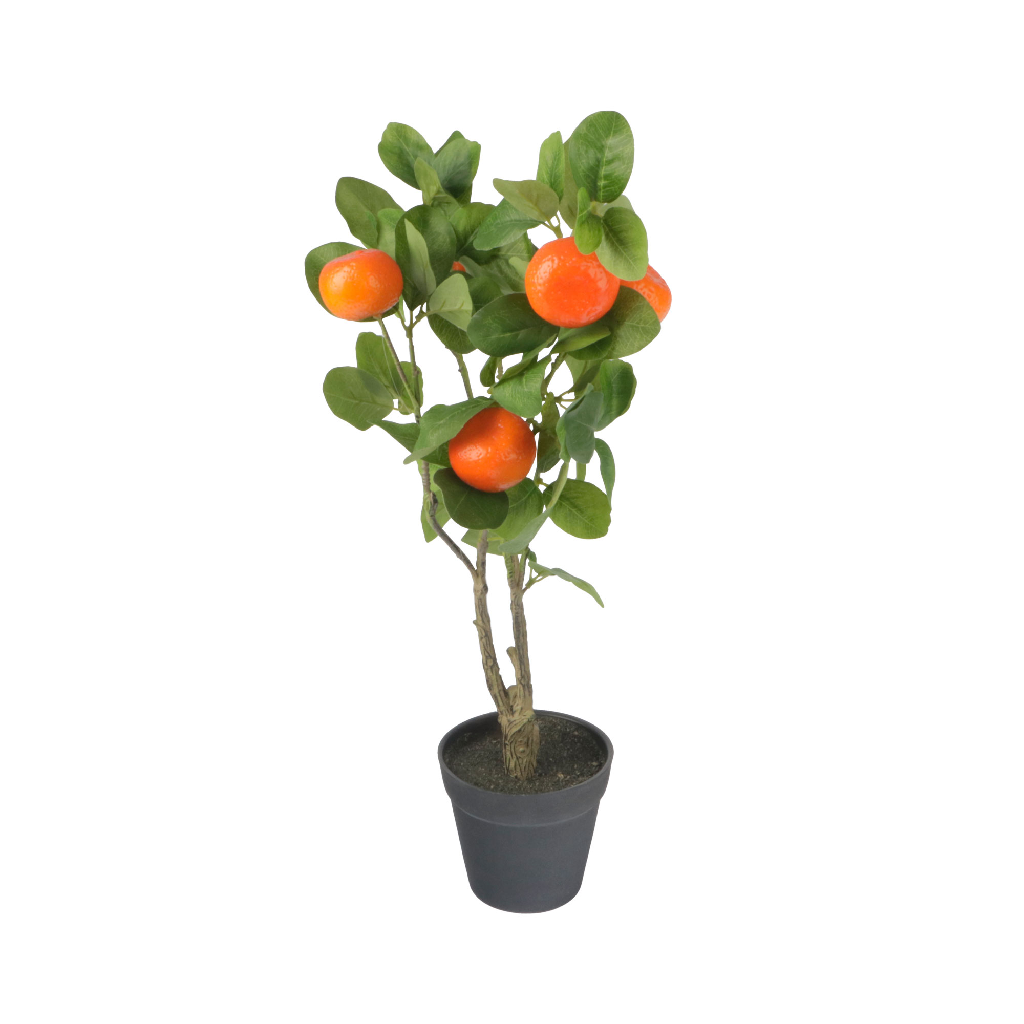 Afbeelding van Sinaasappelboom in pot 60 cm