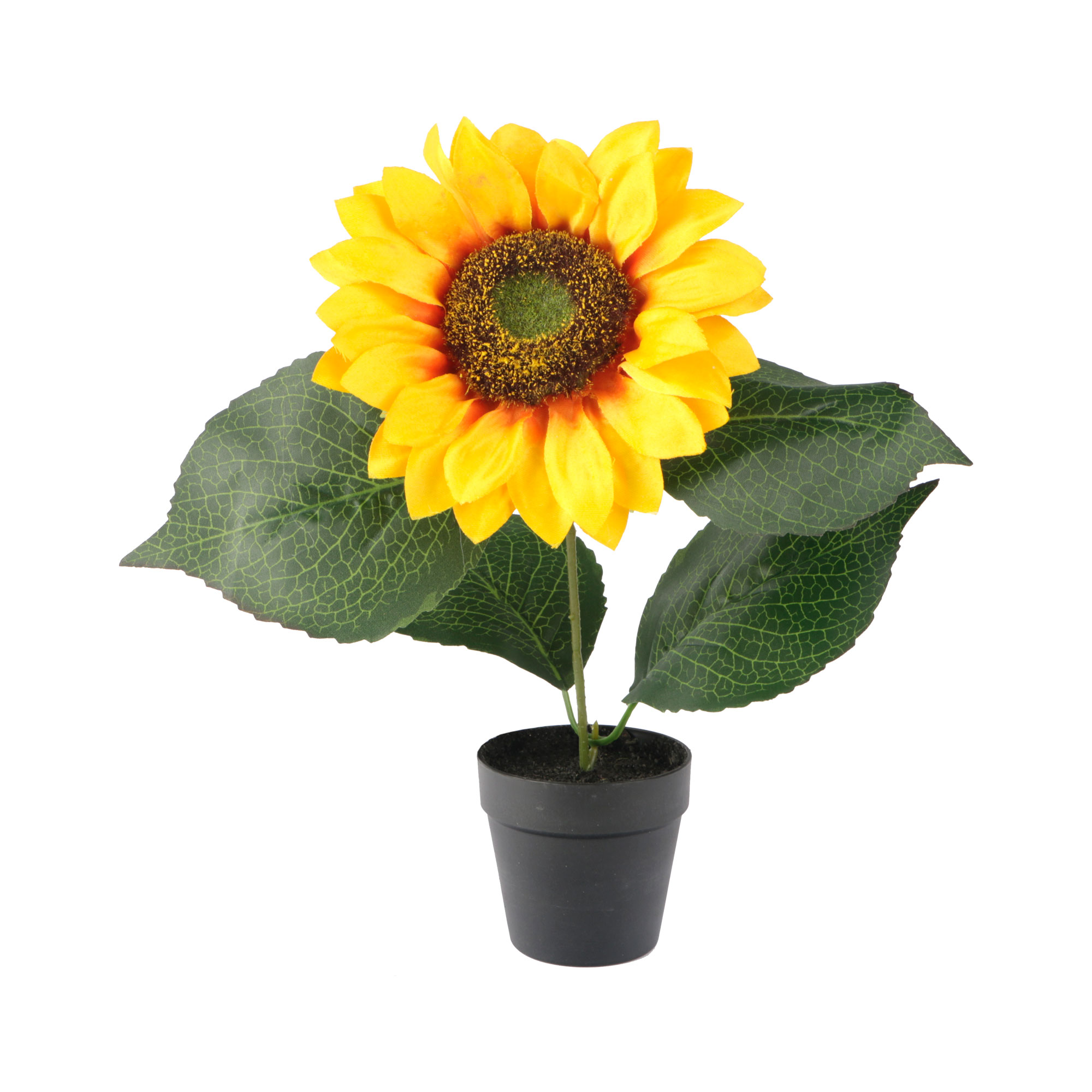 Afbeeldingen van Zonnebloem in pot 22 cm assorti (uc)