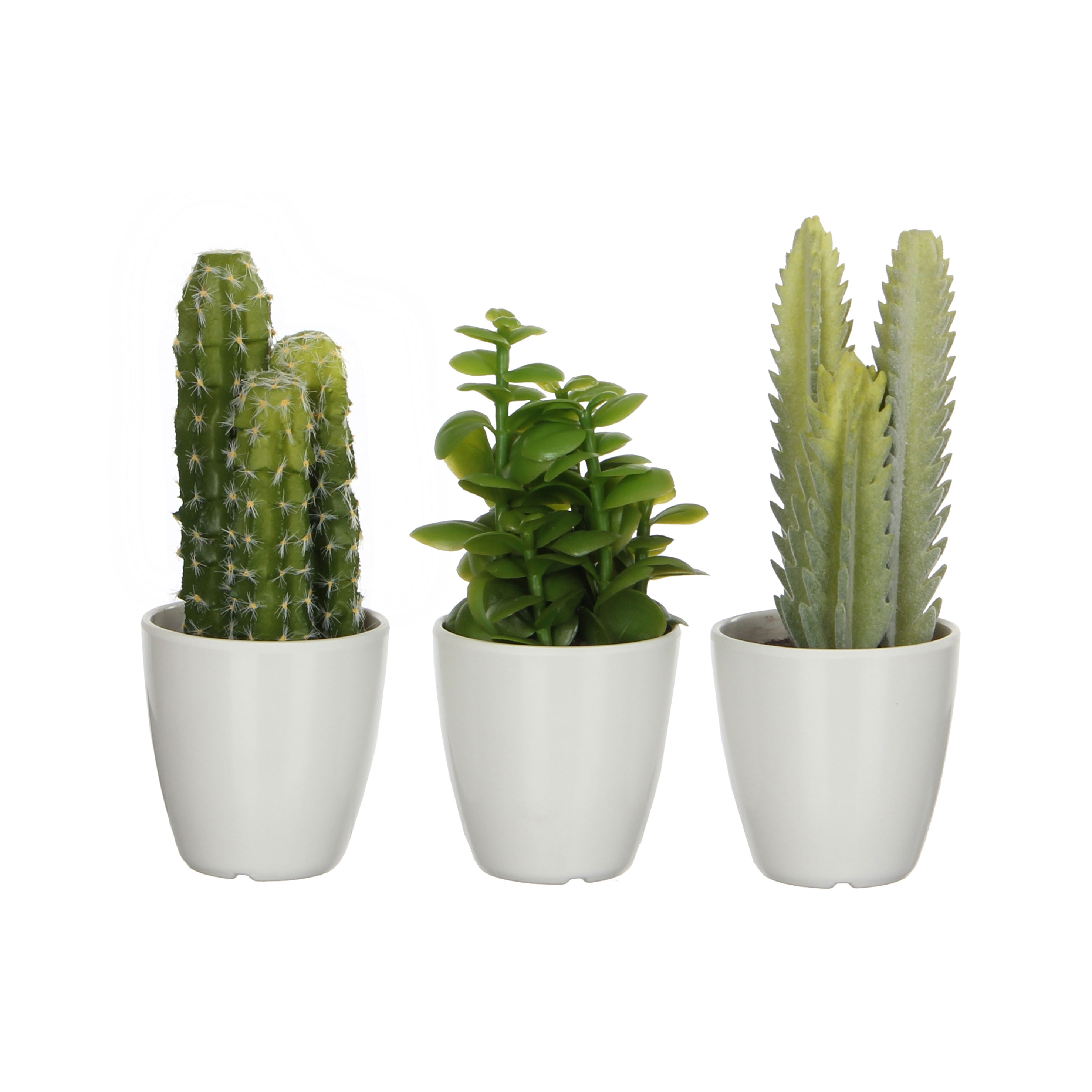 Afbeeldingen van Cactus in plastic pot 7,5x20 cm assorti (uc)