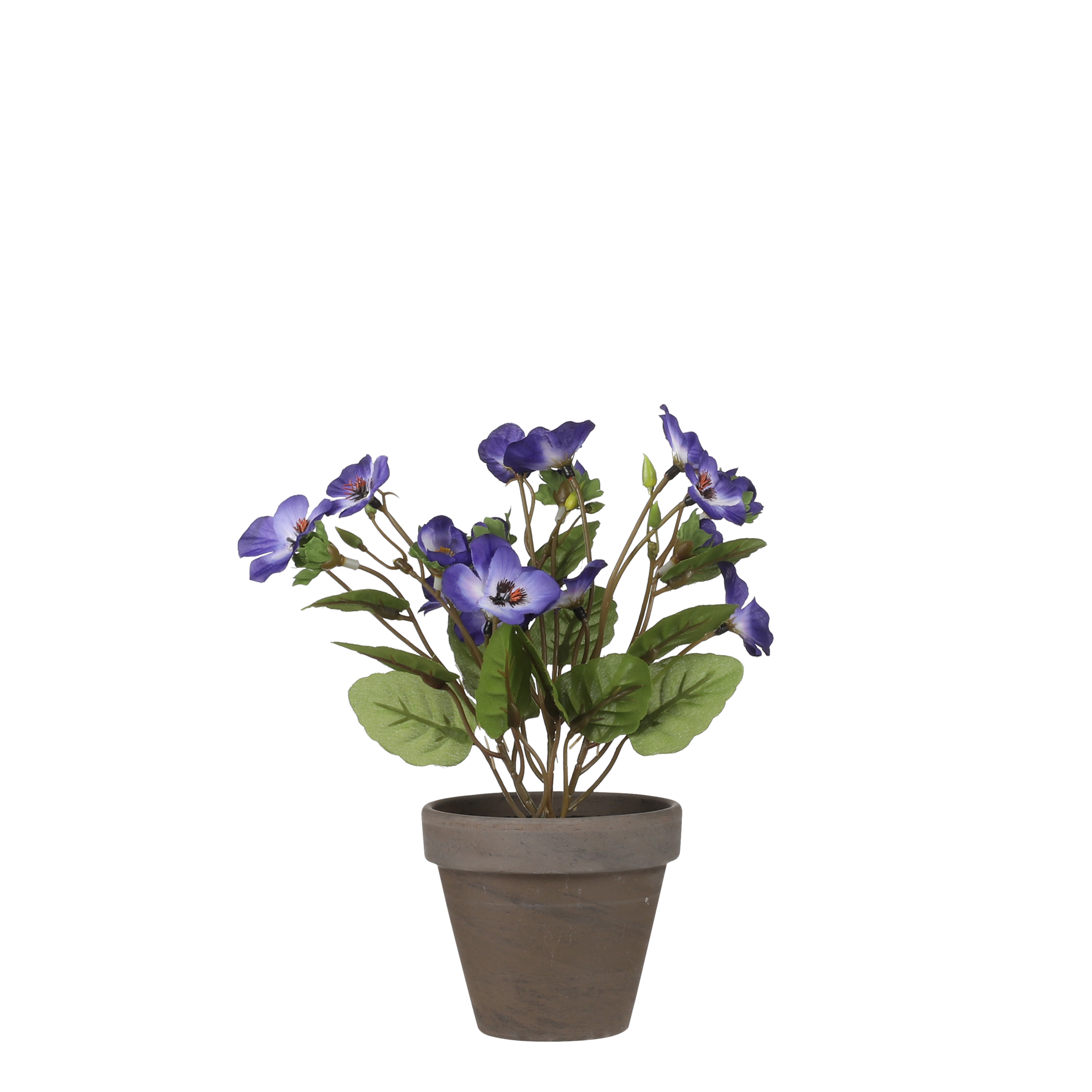 Afbeeldingen van Viooltje paars in pot, hoog 19 cm