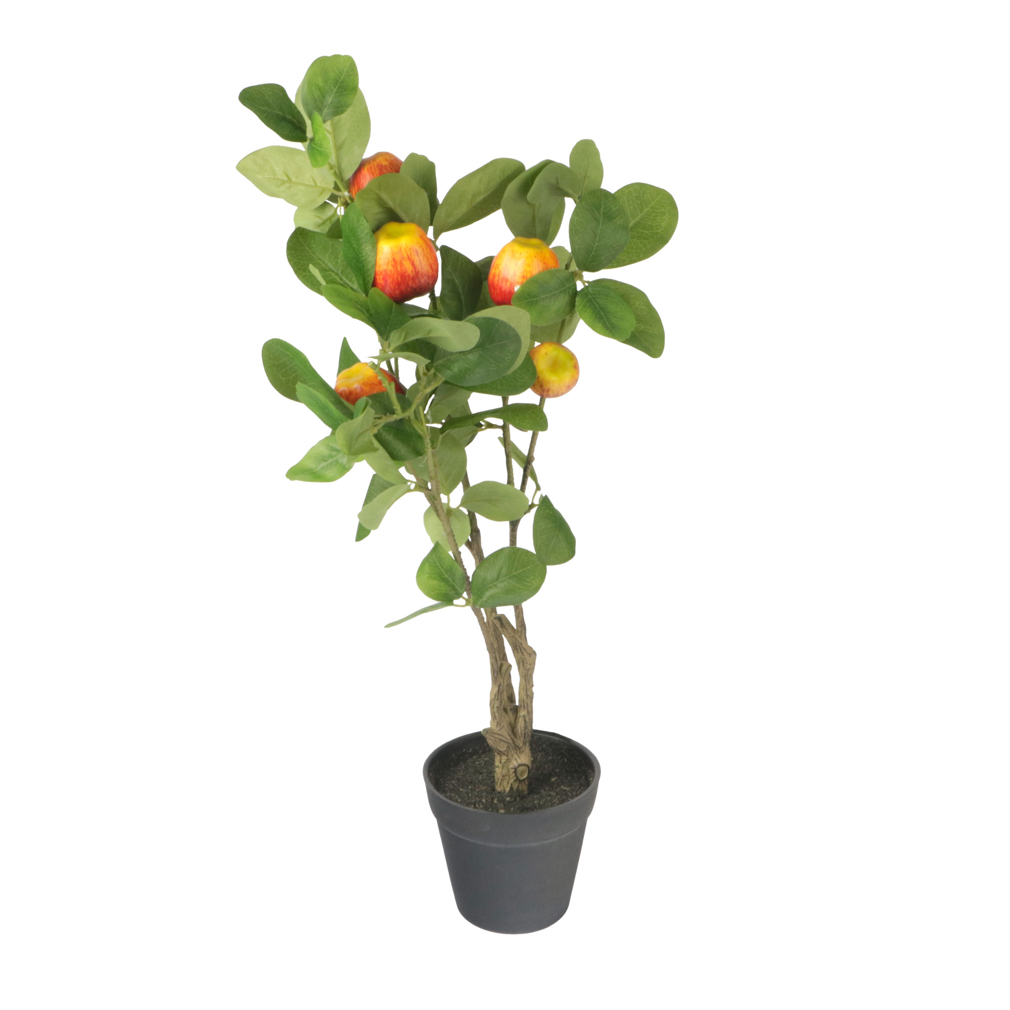 Afbeeldingen van Appelboom in pot 60 cm