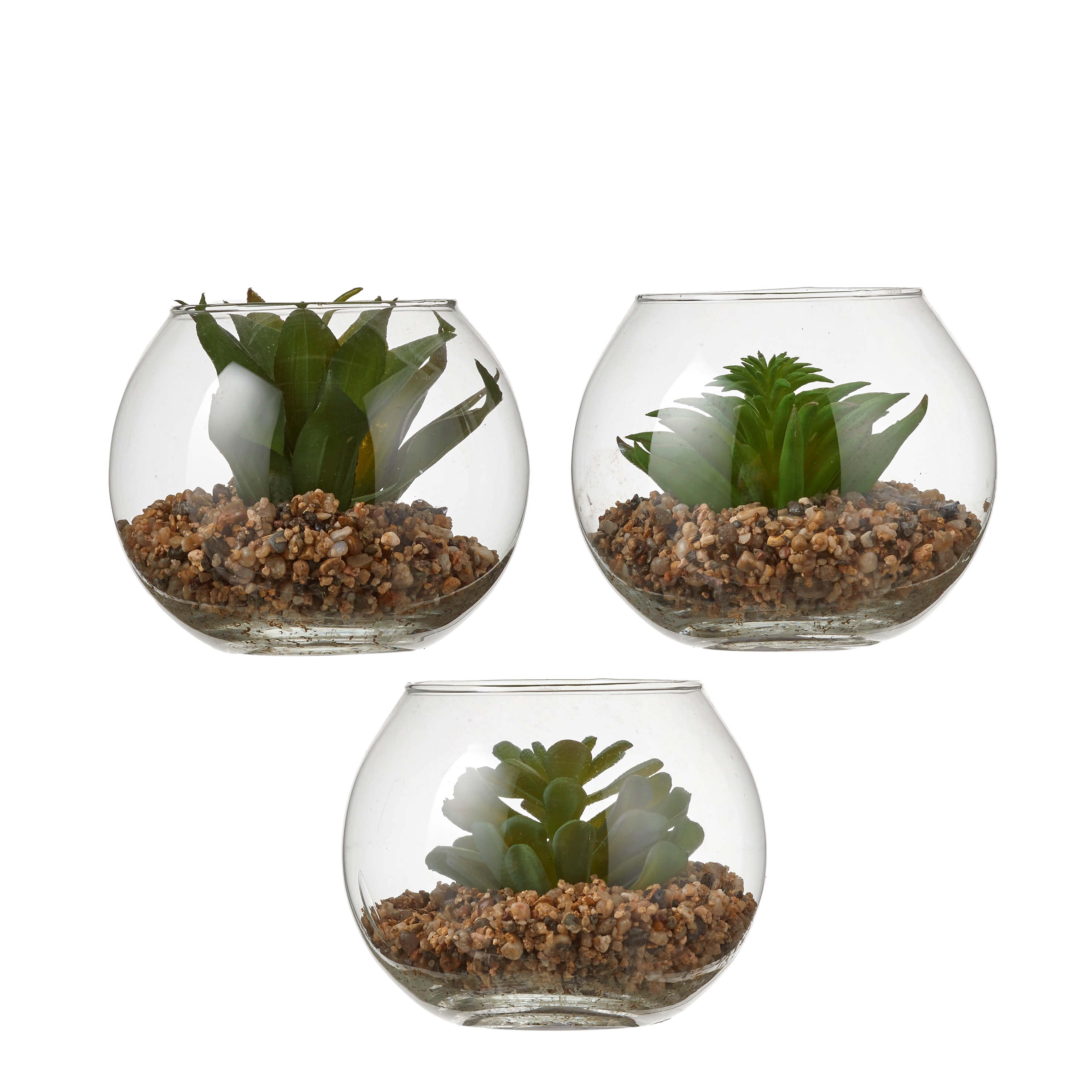 Afbeeldingen van Vetplant groen 12x10 cm assorti (uc)