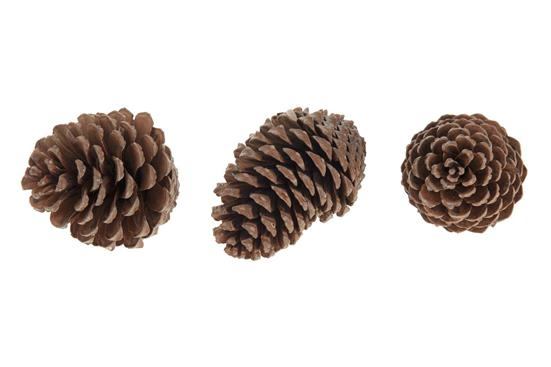 Afbeeldingen van Ds à 10 dennenappels xl 20 cm - up