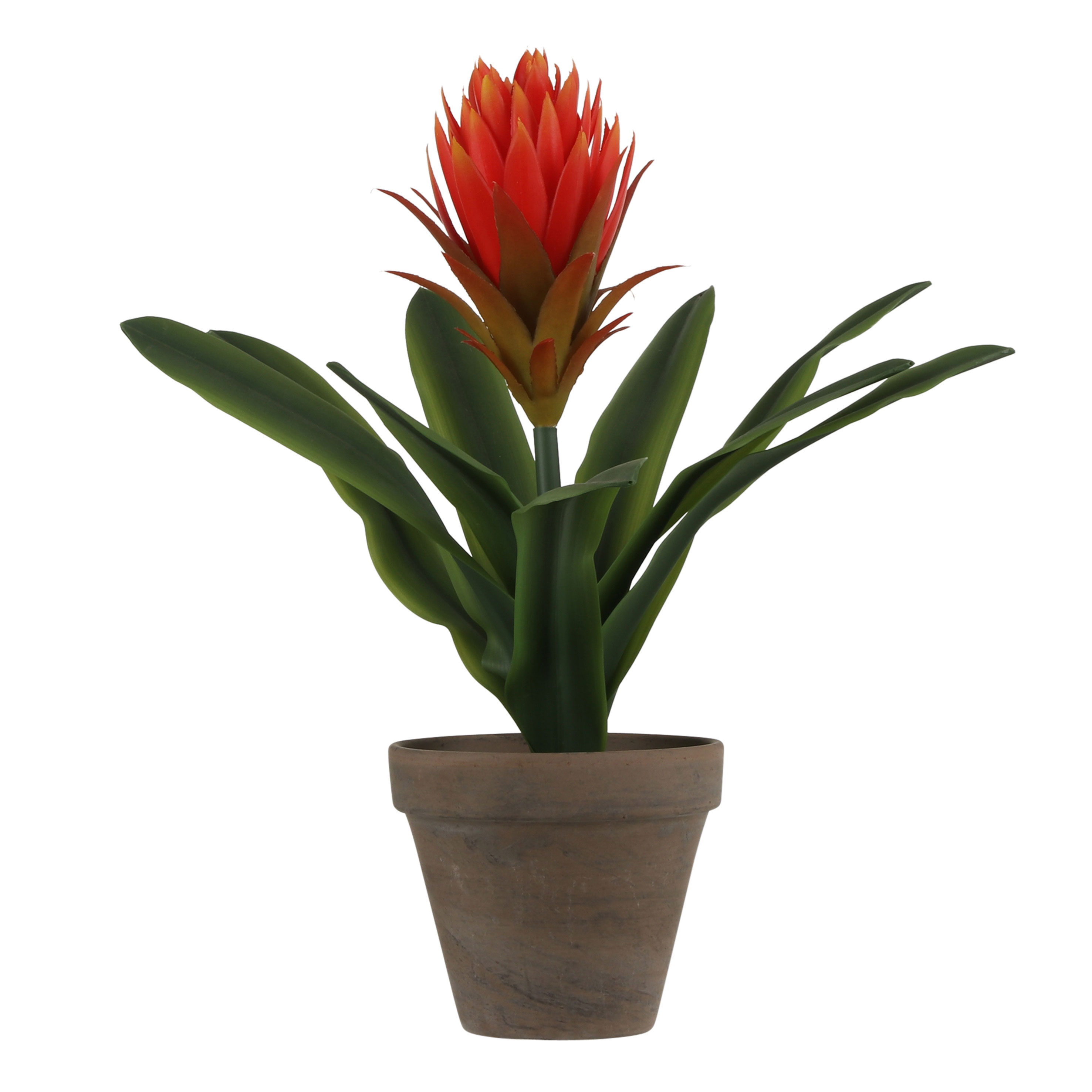 Afbeeldingen van Bromelia in pot 11,5x30 cm (uc)