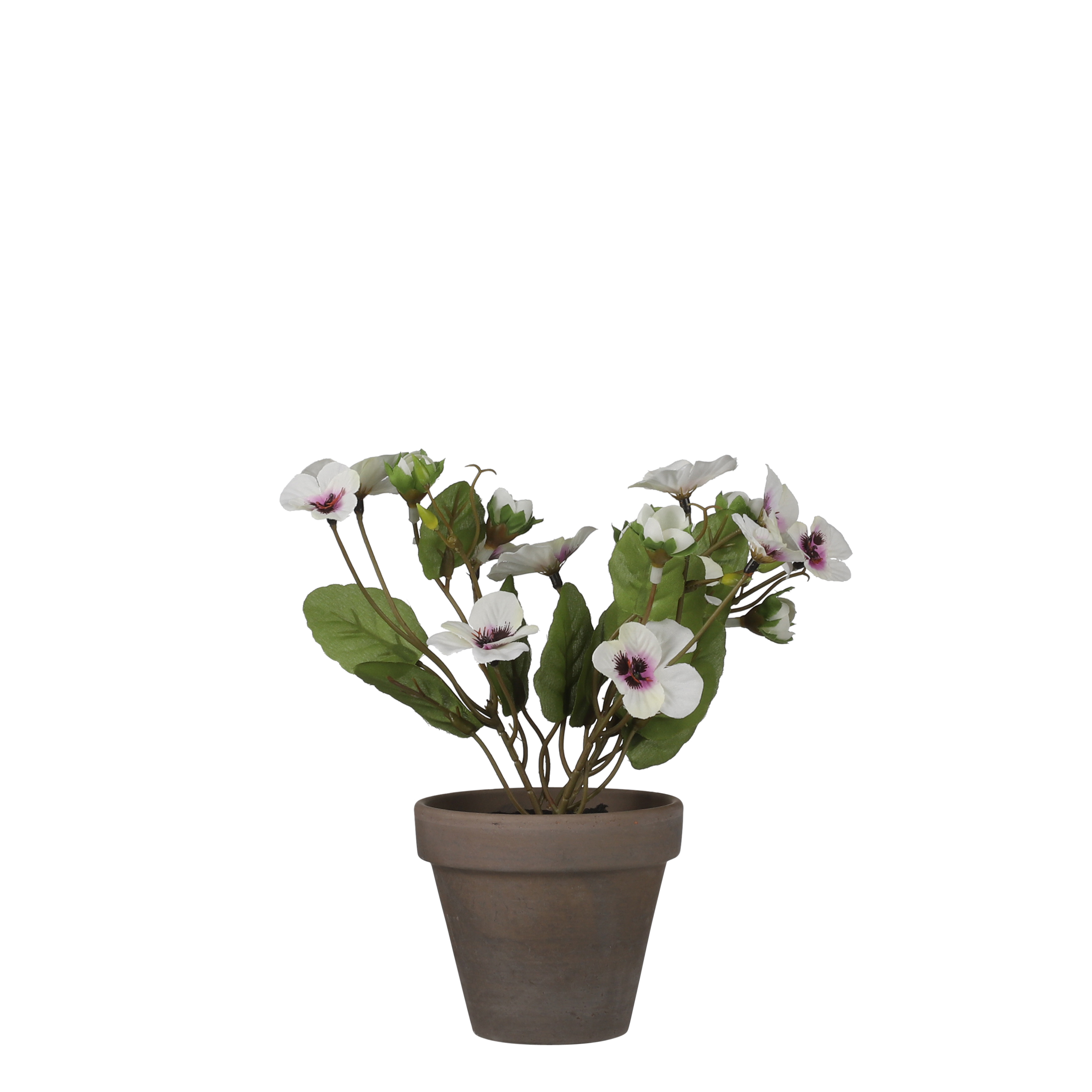 Afbeeldingen van Viooltje wit in pot, hoog 19 cm