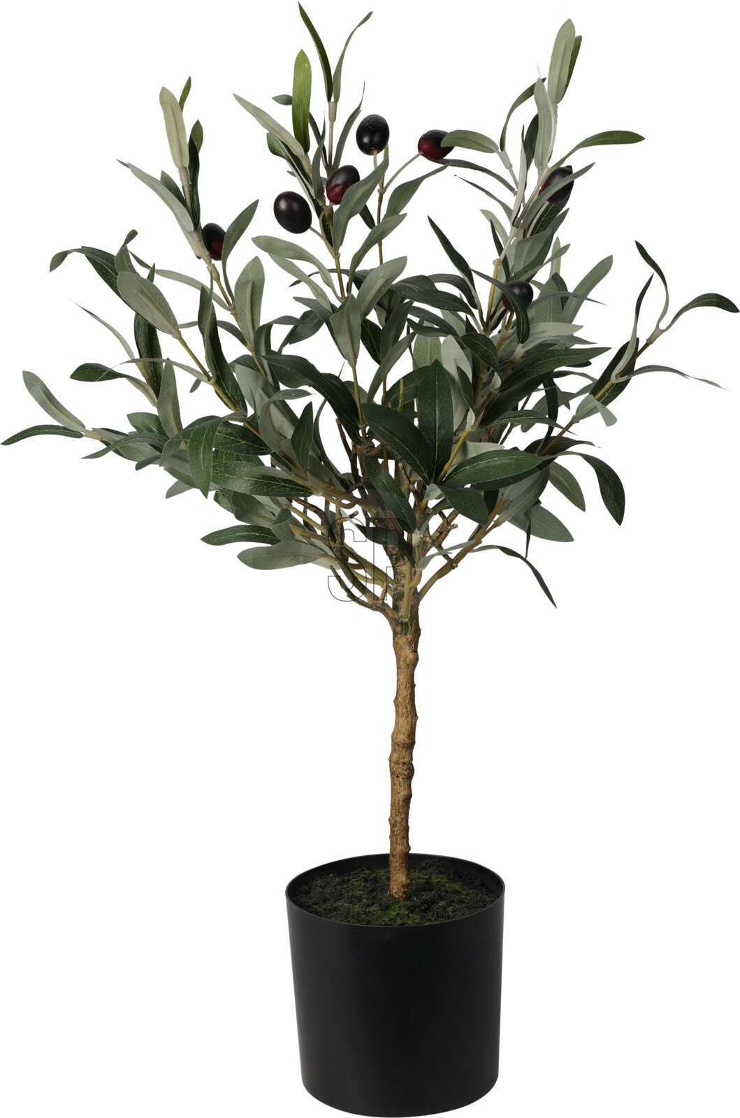 Afbeeldingen van Olijfboom in pot 66 cm