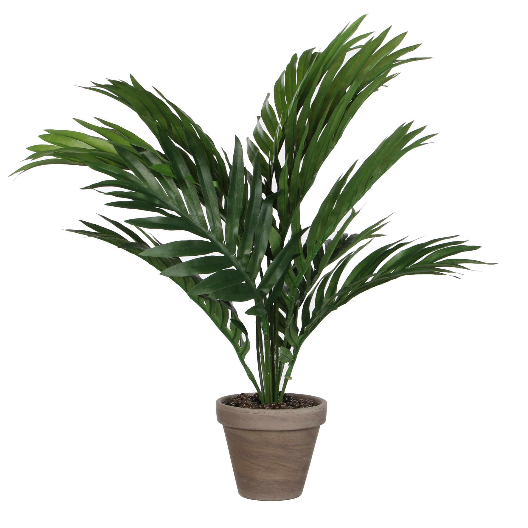 Afbeeldingen van Palm Areca groen in pot 25x35 cm 