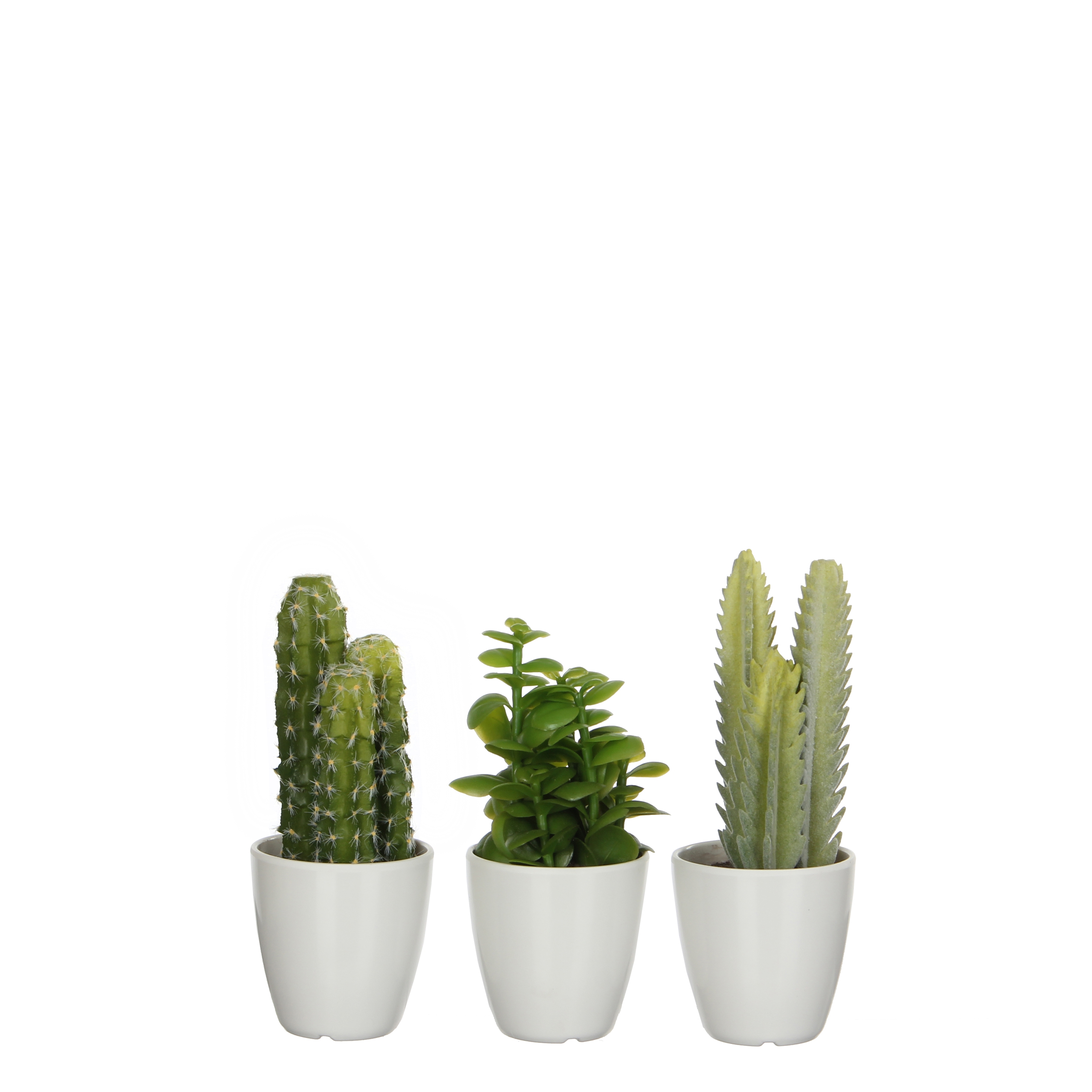 Afbeelding van Cactus in plastic pot 7,5x20 cm assorti