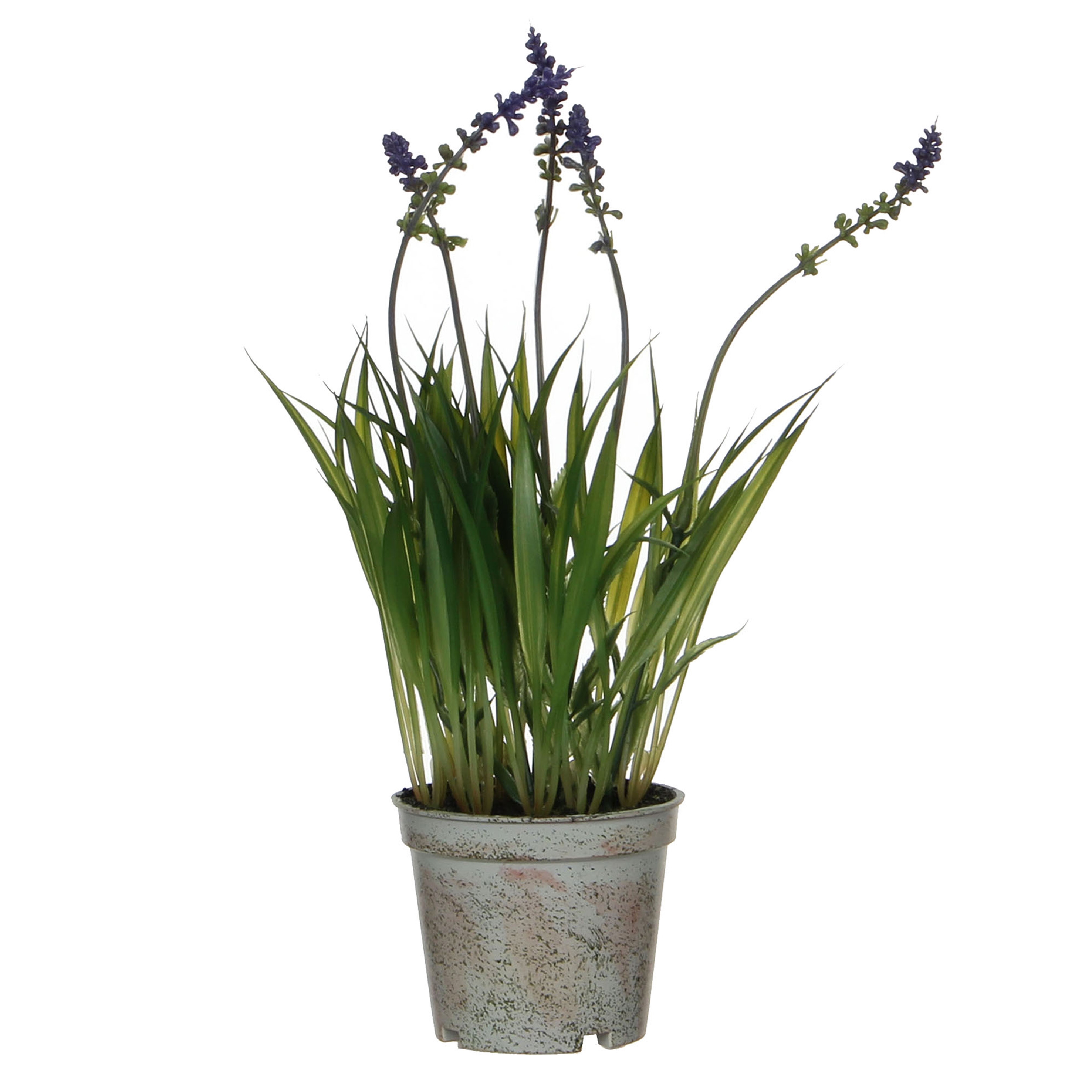 Picture of Lavendel in pot 8,5x30 cm