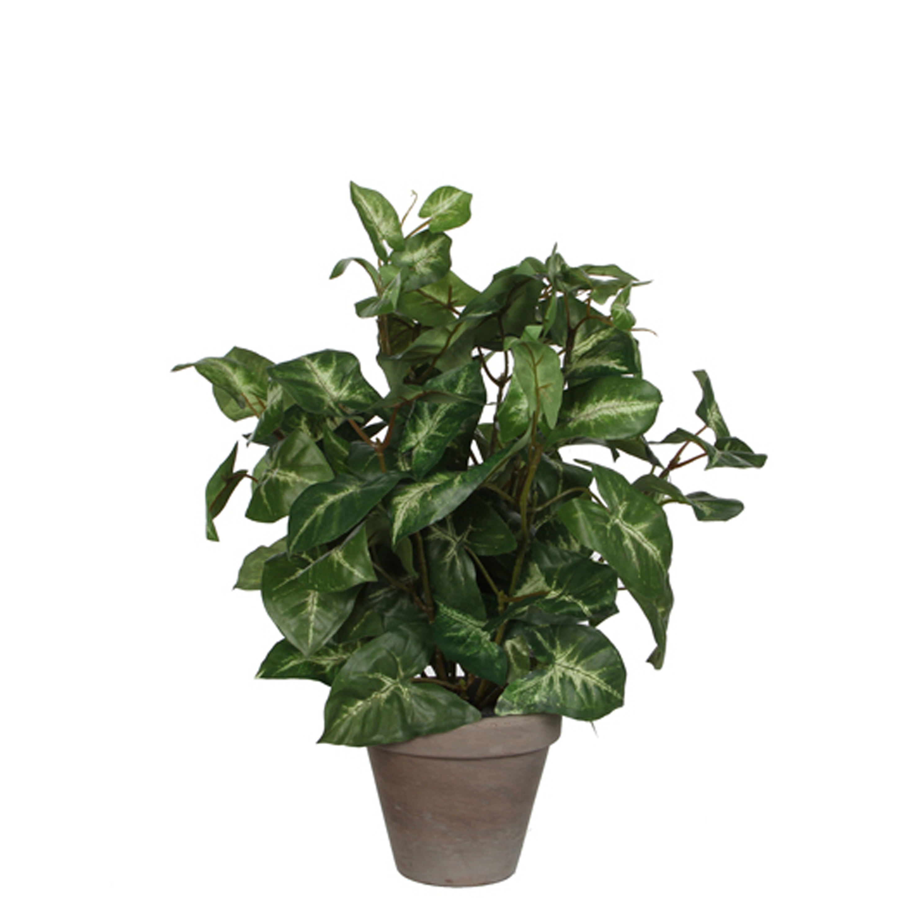 Picture of  Plant Syngonium groen in pot 25x35 cm 